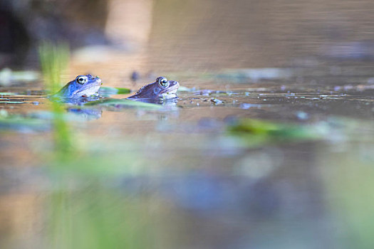 田野林蛙,两个人,水