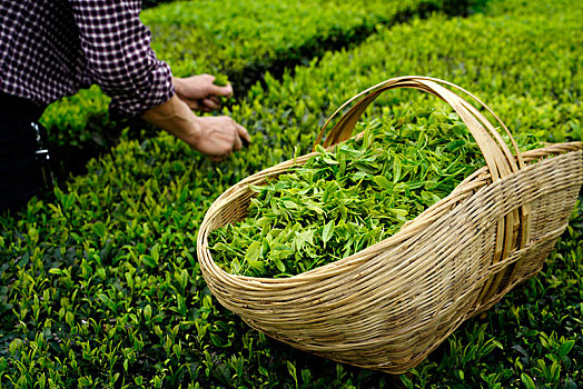 放在篮子里的茶叶