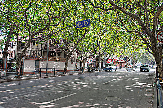 道路,李树,山西,上海,中国