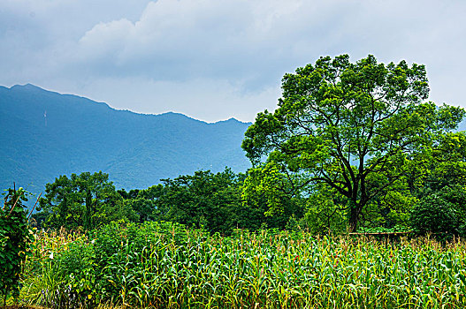 田园风光