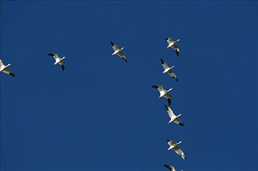 雪雁,成群,飞,迁徙,博斯克德尔阿帕奇,新墨西哥