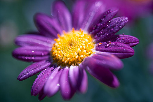 紫色花花瓣水滴特写微距
