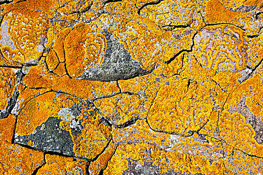 普通,橙色,苔藓,黄色,阳光乍现,老,石墙