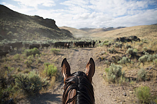 远景,牛仔,骑马,放牧,牛,尘土,乡村风光