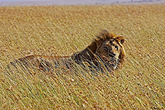 非洲狮,狮子,雄性,站立,高草,马赛马拉,公园,肯尼亚