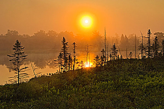 日出,湿地,贫瘠,安大略省,加拿大