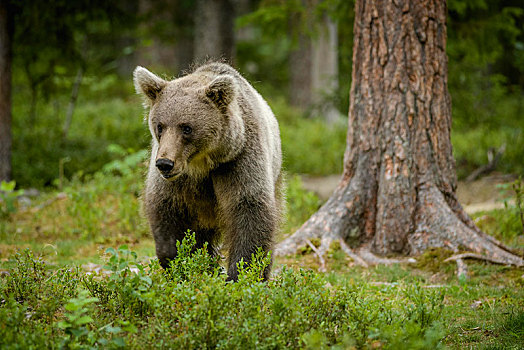 欧洲,棕熊,熊,树林,芬兰