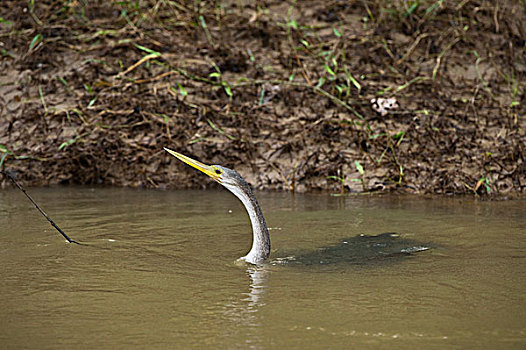 美洲蛇鸟,美洲蛇鹈,河,国家公园,亚马逊雨林,厄瓜多尔,南美