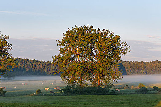 树,草场,早晨,气氛,上巴伐利亚,巴伐利亚,德国,欧洲