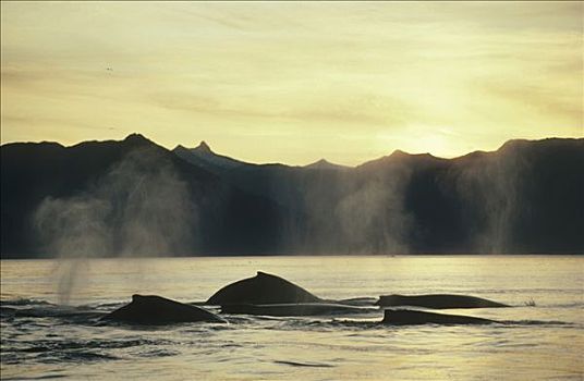 驼背鲸,大翅鲸属,鲸鱼,群,平面,日落,阿拉斯加