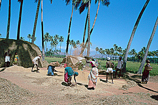 脱粒,稻米,靠近,马杜赖,泰米尔纳德邦,印度