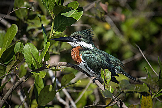 亚马逊河,翠鸟,亚马逊河鹦鹉,雄性,坐,红树林,潘塔纳尔,南马托格罗索州,巴西,南美