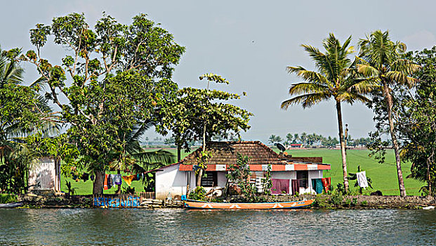 房子,树,稻田,后面,死水,运河,喀拉拉,印度,亚洲