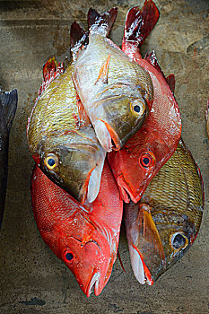 新鲜,抓住,鱼肉,出售,鱼市,市场,维多利亚,马埃岛,塞舌尔,非洲