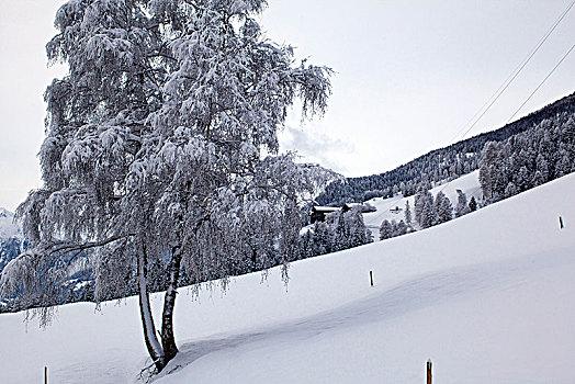 冬季风景,南方,提洛尔