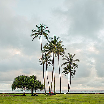 帐蓬,棕榈树,海岸,瓦胡岛,夏威夷,美国