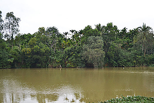 热带河边树林