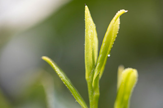 杭州西湖龙井茶园嫩茶新茶特写