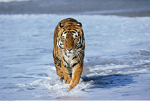 孟加拉虎,跑,水