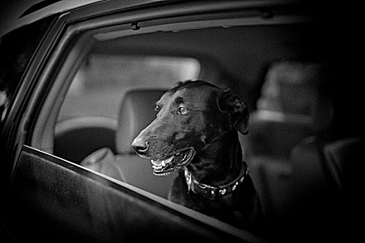 黑色,狗,向外看,车窗
