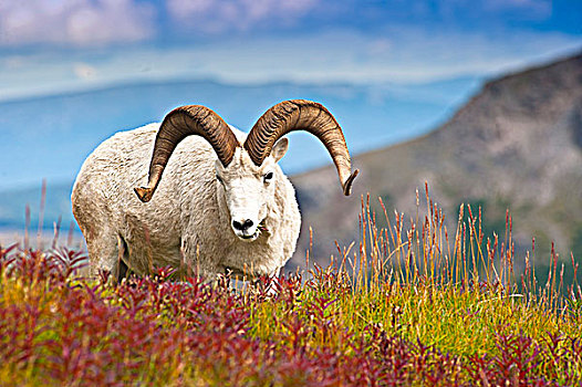 特写,大,野大白羊,公羊,站立,秋天,苔原,靠近,凶猛,河谷,德纳利国家公园和自然保护区,室内,阿拉斯加