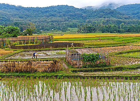 风景,稻田,琅勃拉邦,老挝,亚洲