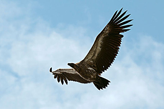 秃鹰,飞行,马赛马拉,肯尼亚