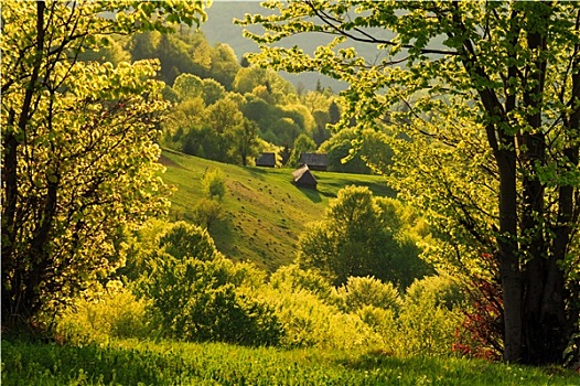 春天,金色,晚间,风景,喀尔巴阡山脉地区