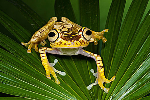 树蛙,西北地区,厄瓜多尔