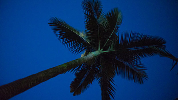 夜晚海边棕榈树