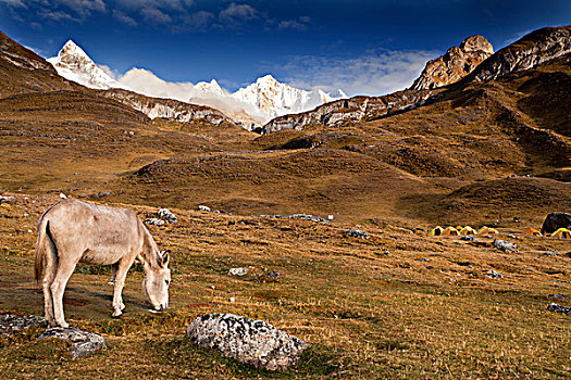 驴,帐篷,背影,山脉,安第斯山脉,秘鲁,南美