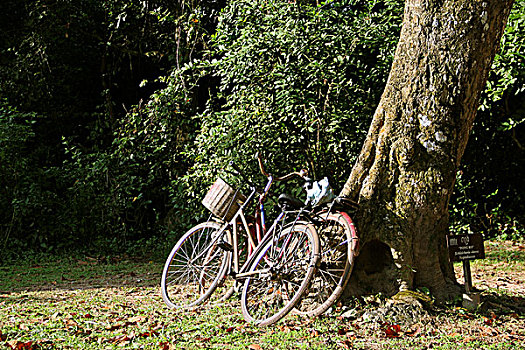 田园内依靠着大树的两辆自行车