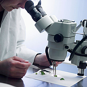 女人,看,片,植物,材质,显微镜