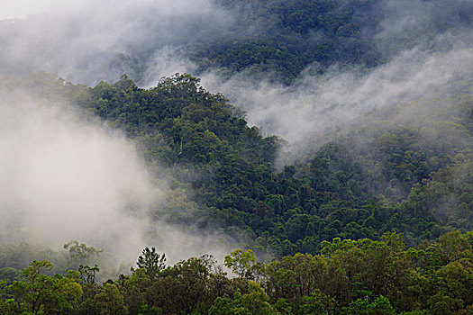 浓厚,云,热带雨林,遮盖,山,围绕,累石堆,昆士兰,澳大利亚