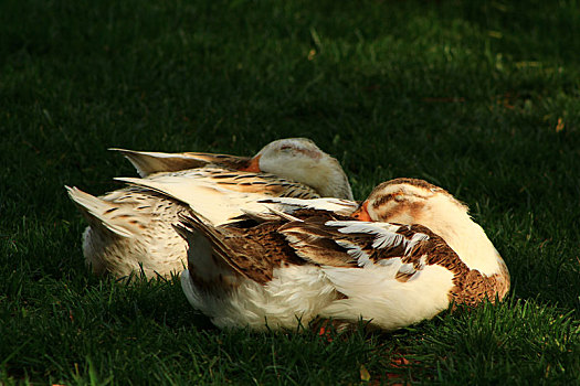 在草地上睡觉的两只鸭子