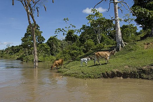 牛,饮用水,河,洛雷托,区域,秘鲁