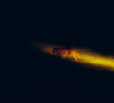 雌狮,光线,亮光,克鲁格国家公园,南非