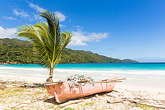 粉色,渔船,年轻,棕榈树,海滩,干盐湖,多米尼加共和国,加勒比