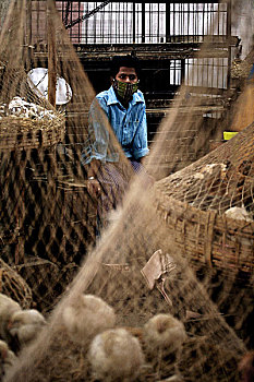 摊贩,销售,生活方式,鸡,店,防护装备,恶意,禽流感,容器,击打,达卡,孟加拉,二月,2008年