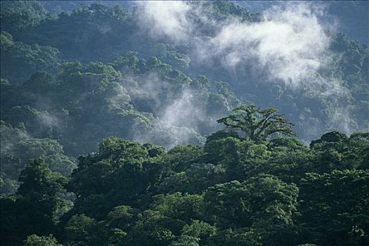 雨林,云,山谷,蒙特维多云雾森林自然保护区,哥斯达黎加