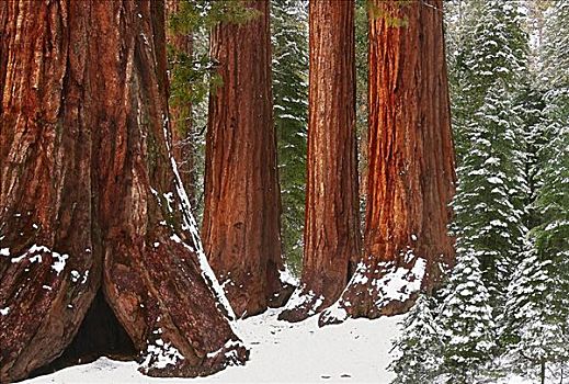 巨杉,树,优胜美地国家公园,加利福尼亚,美国
