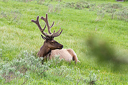 麋鹿,休息,黄石国家公园,怀俄明,美国