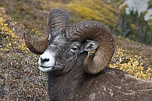 特写,大角羊,公羊,站立,高山,山顶,碧玉国家公园,艾伯塔省,加拿大