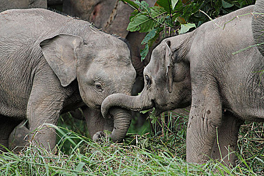亚洲象,象属,幼兽,玩,马来西亚