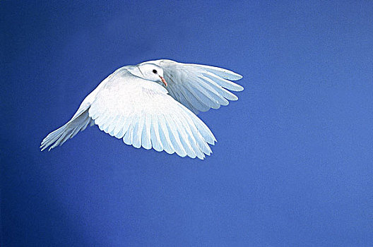 白鸽,飞,象征,平和