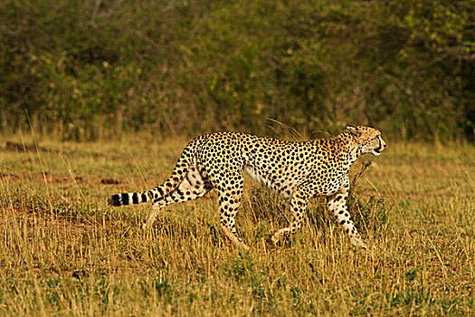印度豹,猎豹,移动,马赛马拉,野生动植物保护区,肯尼亚