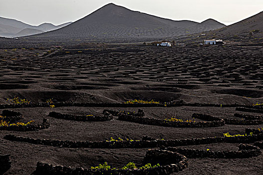 特色,葡萄园,干燥,培育,火山灰,火山岩,白房子,酒用葡萄种植区,兰索罗特岛,加纳利群岛,西班牙,欧洲