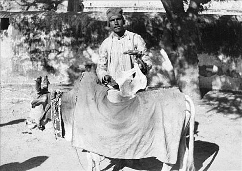 男人,畸形,母牛,印度