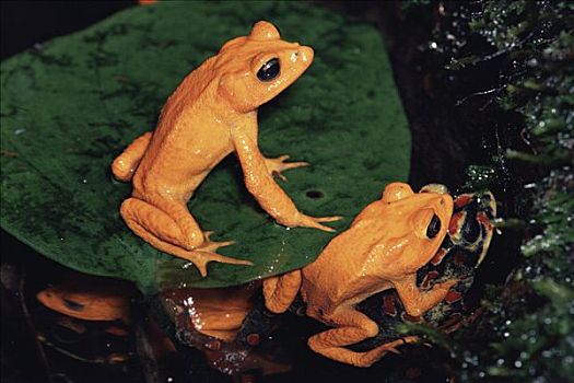 蟾蜍,饲养,灭绝,蒙特维多云雾森林自然保护区,哥斯达黎加