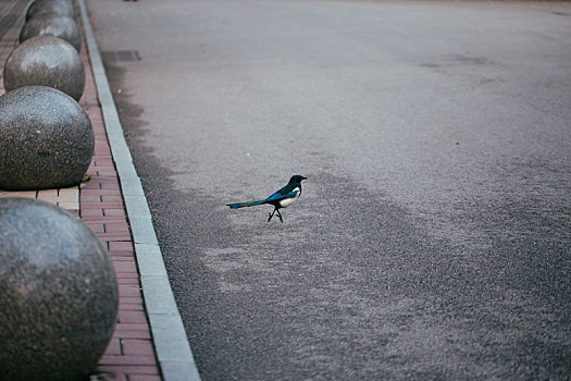 一只在柏油马路上的喜鹊